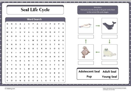 Seal Life Cycle Word Search