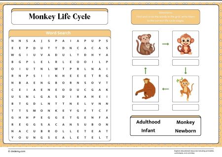 Monkey Life Cycle Word Search