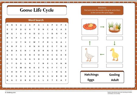 Goose Life Cycle Word Search