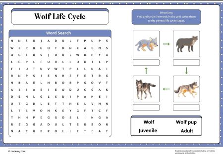 Wolf Life Cycle Word Search
