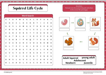 Squirrel Life Cycle Word Search