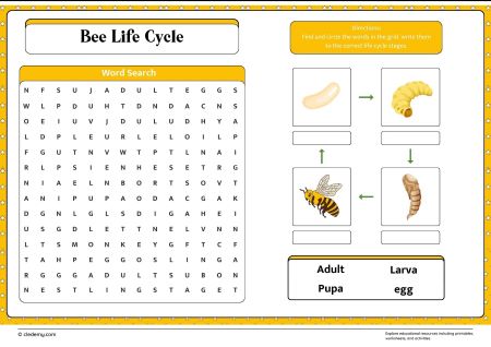 Bee Life Cycle Word Search