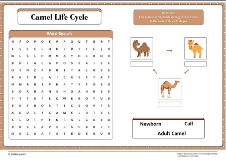 Camel Life Cycle Word Search