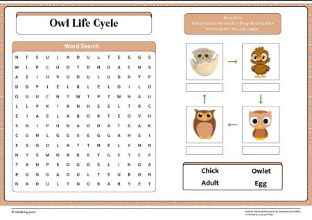 Owl Life Cycle Word Search