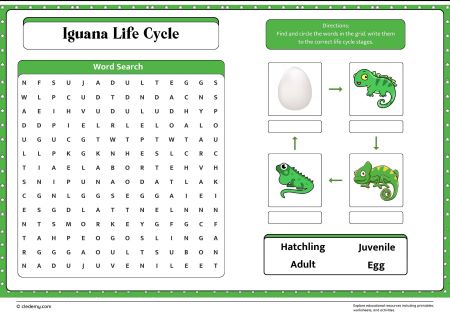 Iguana Life Cycle Word Search