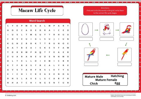 Macaw Life Cycle Word Search
