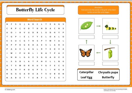 Butterfly Life Cycle Word Search