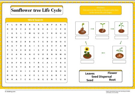 Sunflower Tree Life Cycle Word Search
