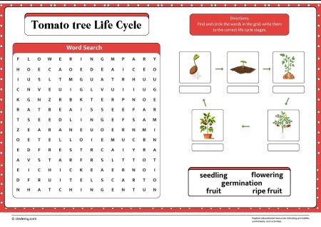 Tomato Tree Life Cycle Word Search