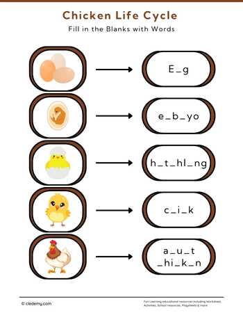 Chicken Life Cycle: Fill in The Blanks