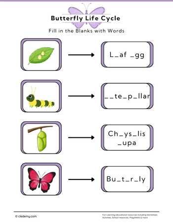 Butterfly Life Cycle: Fill in The Blanks