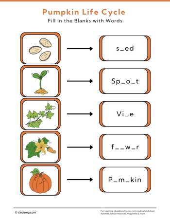 Pumpkin Life Cycle: Fill in The Blanks