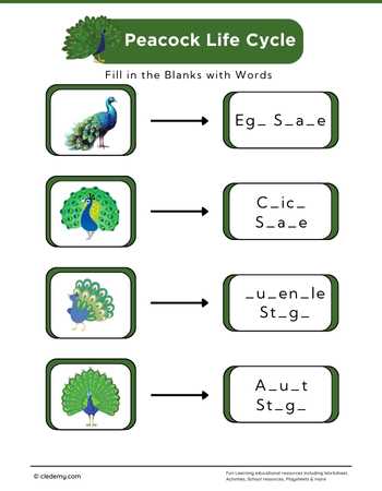 Peacock Life Cycle: Fill in The Blanks