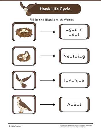 Hawk Life Cycle: Fill in The Blanks
