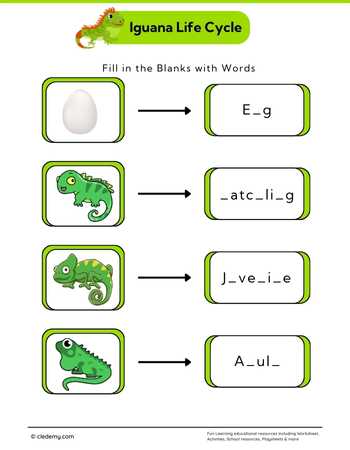 Iguana Life Cycle: Fill in The Blanks