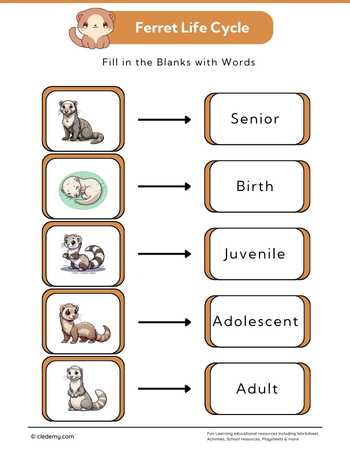 Ferret Life Cycle: Fill in The Blanks