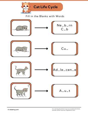 Cat Life Cycle: Fill in The Blanks