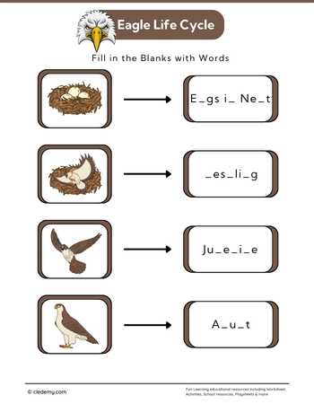 Eagle Life Cycle: Fill in The Blanks