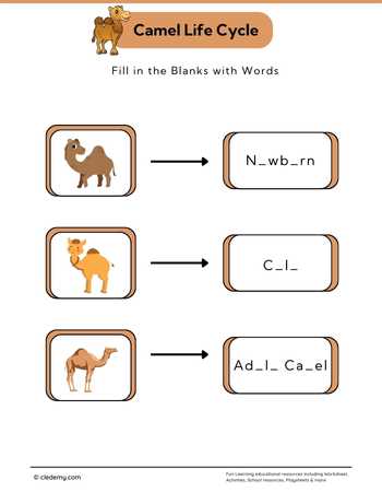 Camel Life Cycle: Fill in The Blanks
