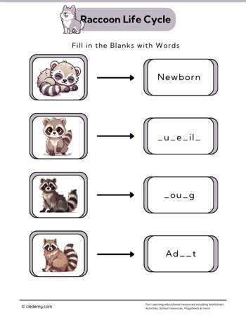 Raccoon Life Cycle: Fill in The Blanks
