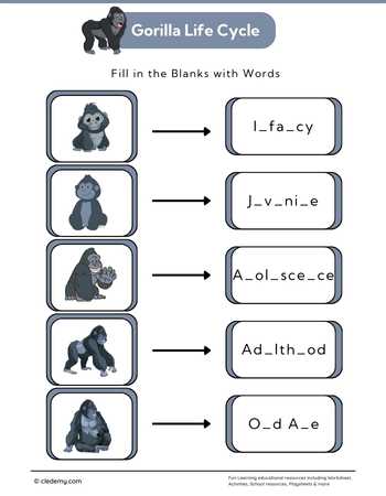 Gorilla Life Cycle: Fill in The Blanks