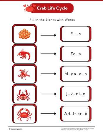 Carb Life Cycle Word and Picture Words Fill in The Blanks