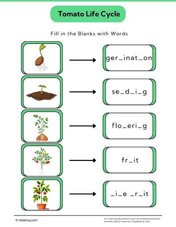 Tomato Life Cycle: Fill in The Blanks
