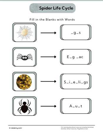 Spider Life Cycle: Fill in The Blanks