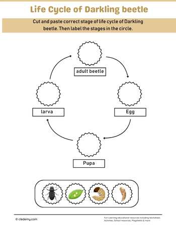 Darkling Beetle Life Cycle Cut and Paste Activity