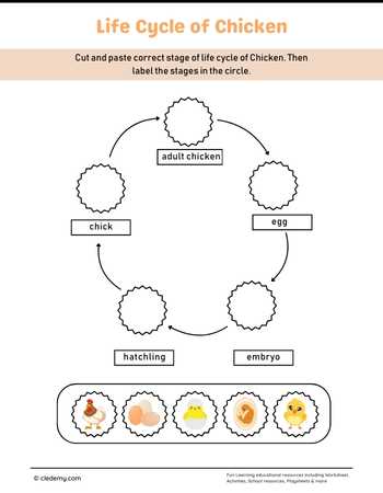 Chicken Life Cycle Cut and Paste Activity