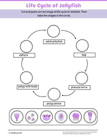 Jellyfish Life Cycle Cut and Paste Activity