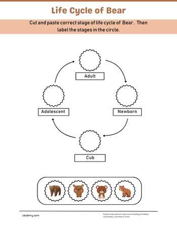 Bear Life Cycle Cut and Paste Activity
