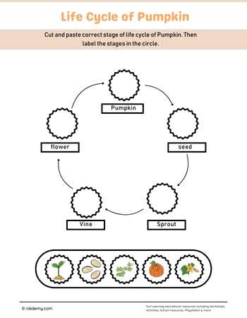Pumpkin Life Cycle Cut and Paste Activity
