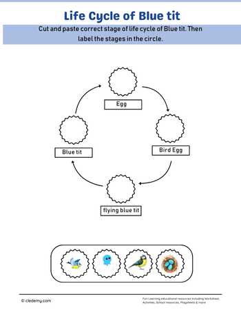 Blue Tit Life Cycle Cut and Paste Activity