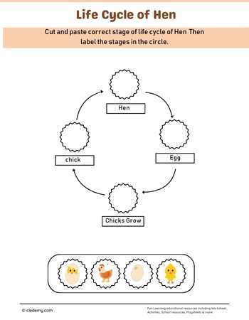 Hen Life Cycle Cut and Paste Activity