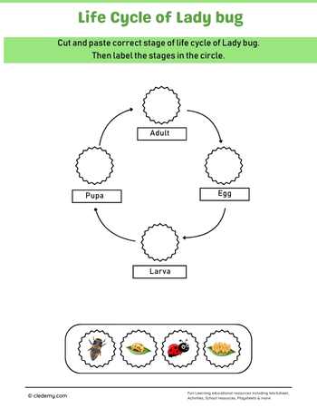 Lady Bug Life Cycle Cut and Paste Activity
