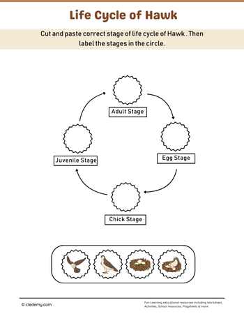 Hawk Life Cycle Cut and Paste Activity