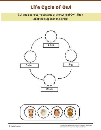 Owl Life Cycle Cut and Paste Activity