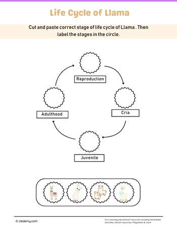 Llama Life Cycle Cut and Paste Activity