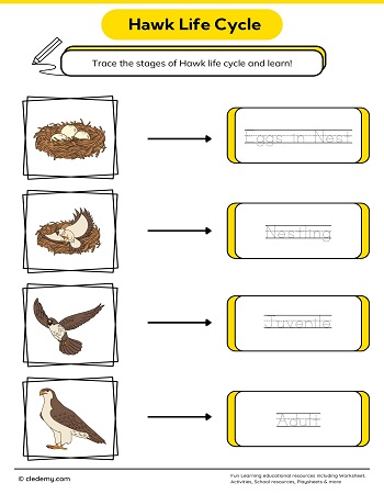 Hawk Life Cycle Word Tracing