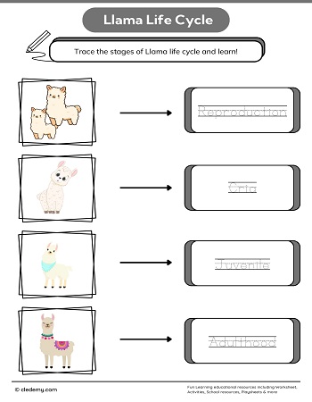 Llama Life Cycle Word Tracing