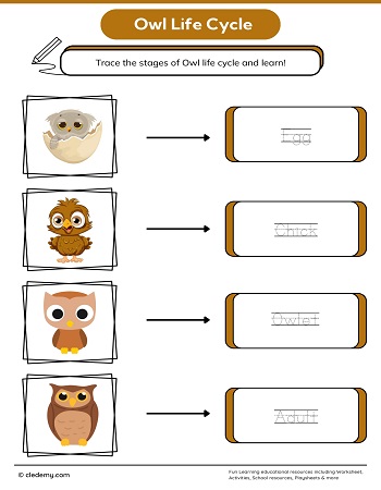 Owl Life Cycle Word Tracing