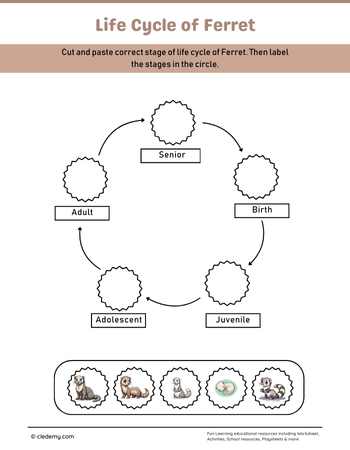 Ferret Life Cycle Cut and Paste Activity