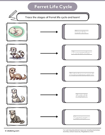 Ferret Life Cycle Word Tracing