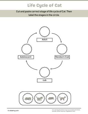 Cat Life Cycle Cut and Paste Activity