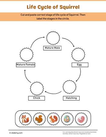 Squirrel Life Cycle Cut and Paste Activity