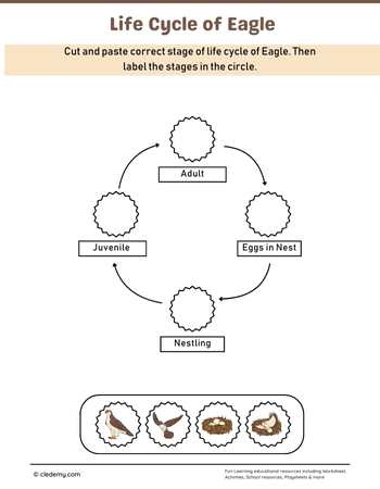Eagle Life Cycle Cut and Paste Activity