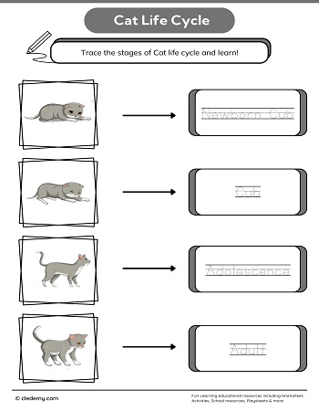 Cat Life Cycle Word Tracing