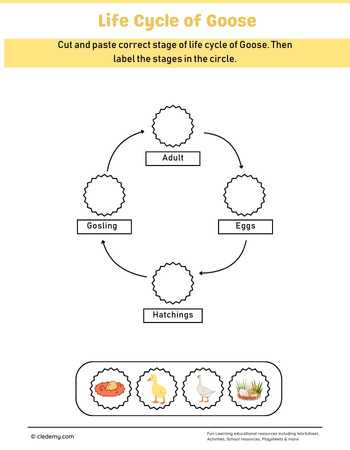 Goose Life Cycle Cut and Paste Activity