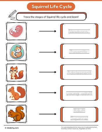 Squirrel Life Cycle Word Tracing